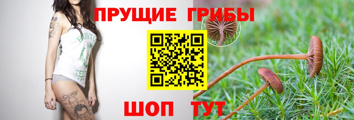 Псилоцибиновые грибы прущие грибы  Вход с VPN  Обь  Галлюциногенные грибы GOLDEN TEACHER 